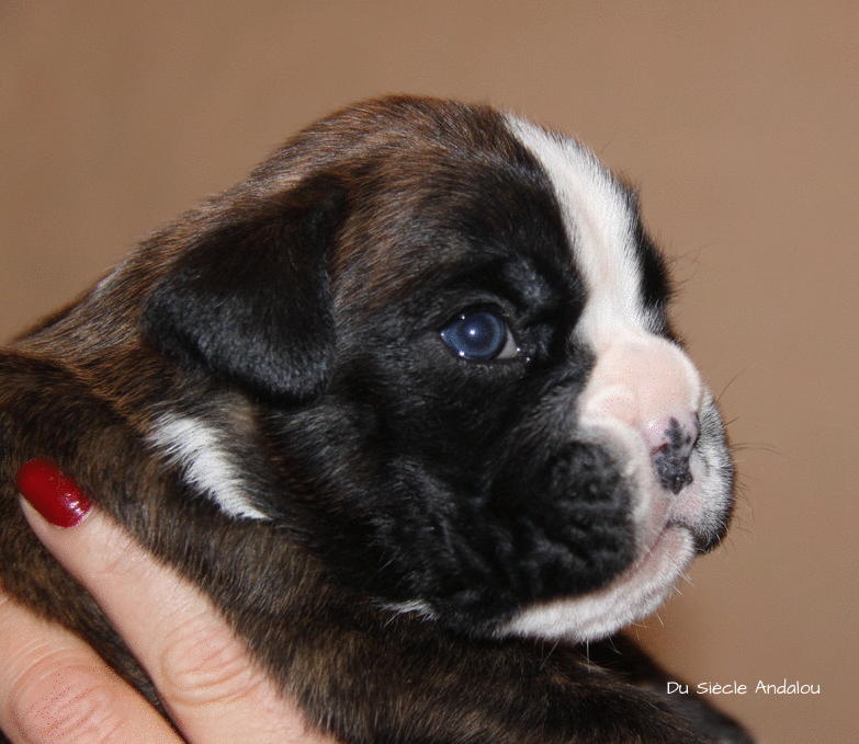 Jérico Du Siècle Andalou / J-18 - Día 18