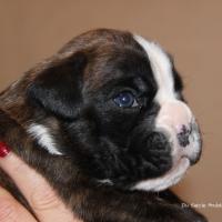 Jérico Du Siècle Andalou / J-18 - Día 18