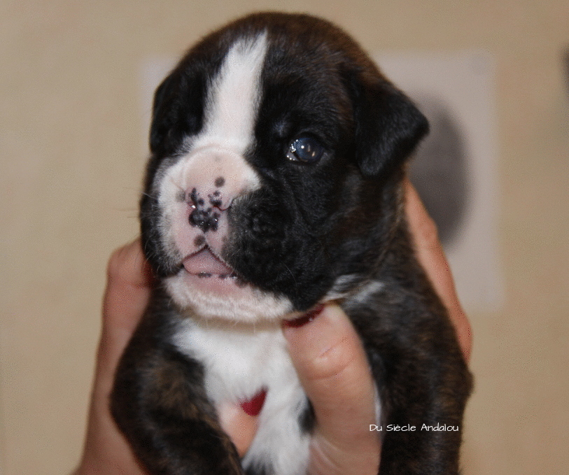 Jérico Du Siècle Andalou / J-18 - Día 18