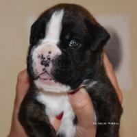 Jérico Du Siècle Andalou / J-18 - Día 18