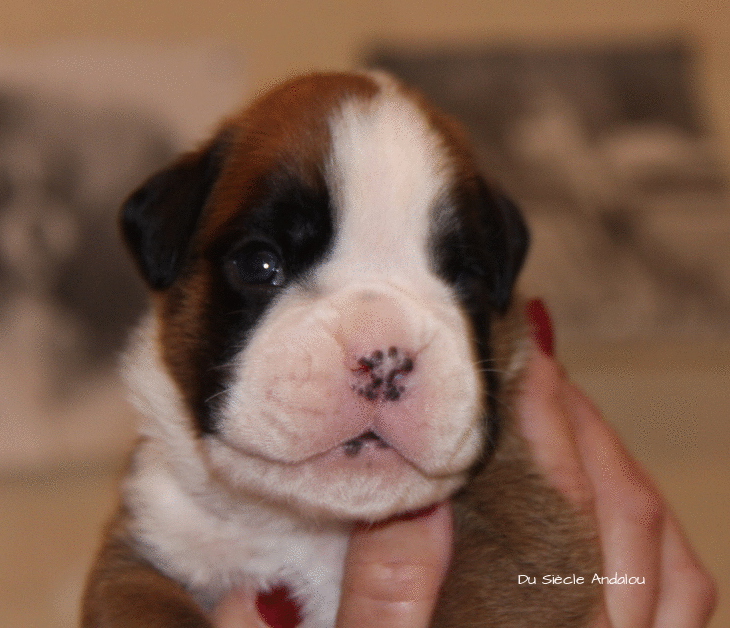 Jerez Du Siècle Andalou / J-18 - Día 18