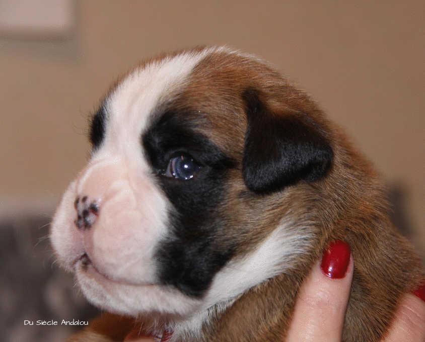 Jerez Du Siècle Andalou / J-18 - Día 18