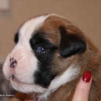 Jerez Du Siècle Andalou / J-18 - Día 18