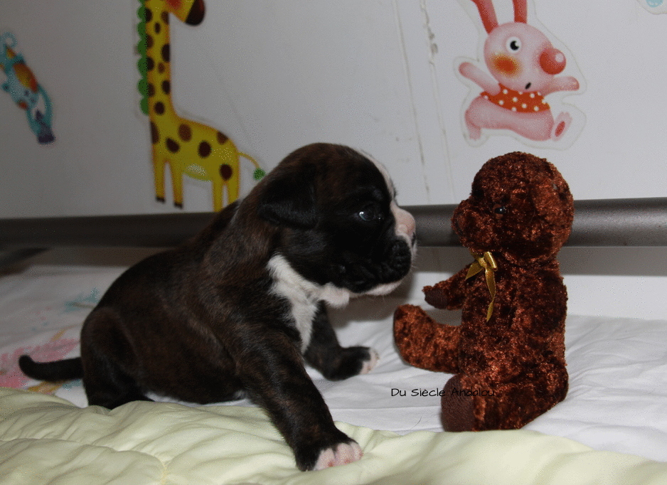 Jérico Du Siècle Andalou / J-18 - Día 18