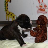 Jérico Du Siècle Andalou / J-18 - Día 18