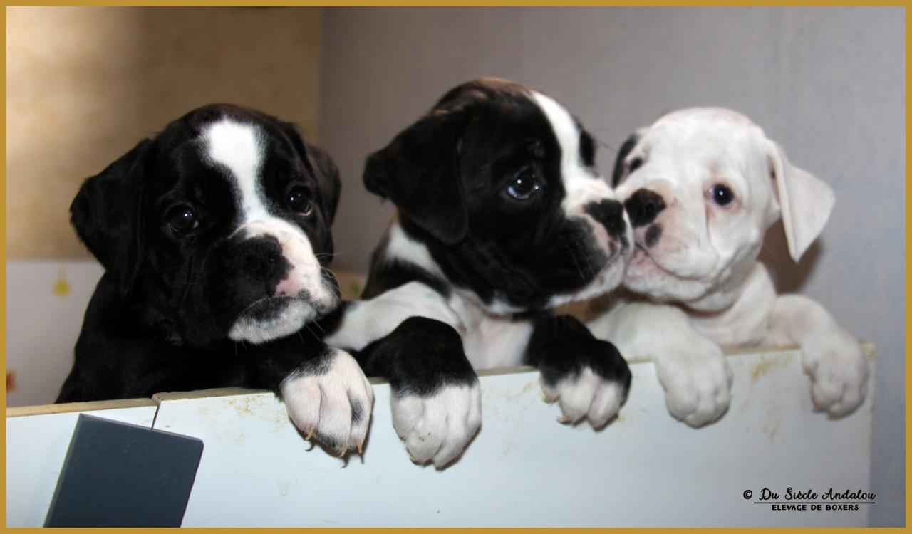 Molly, Mike & Milka 43 Jours