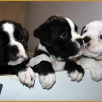 Molly, Mike & Milka 43 Jours