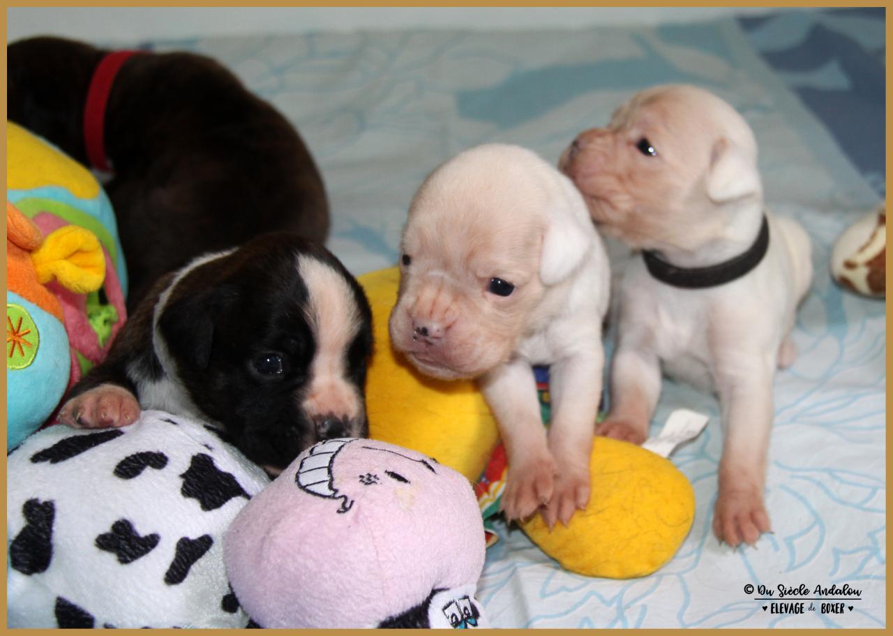 Narko, Nelson et N'Loki  18 Jours