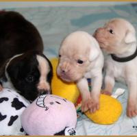 Narko, Nelson et N'Loki  18 Jours