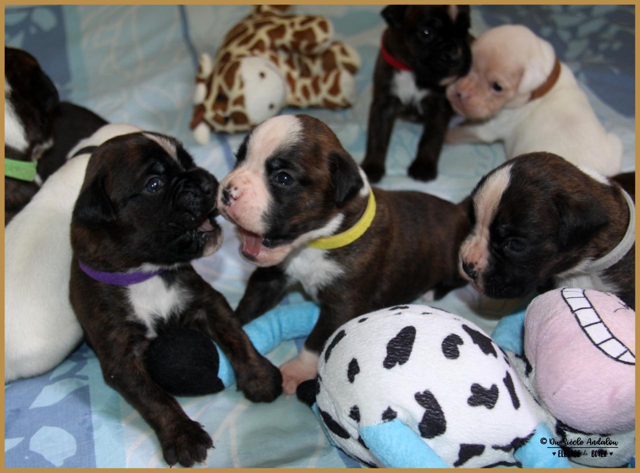 Nino et Nuts, 18 Jours