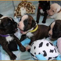 Nino et Nuts, 18 Jours