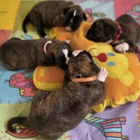 BEBES, 22 JOURS  