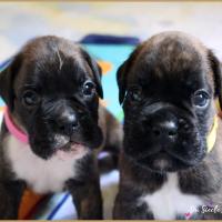 Bebes, 24 jours 06.08.18 