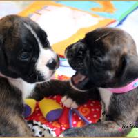 Bebes, 24 jours 06.08.18 