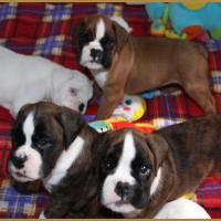 Les bébés à 43 jours