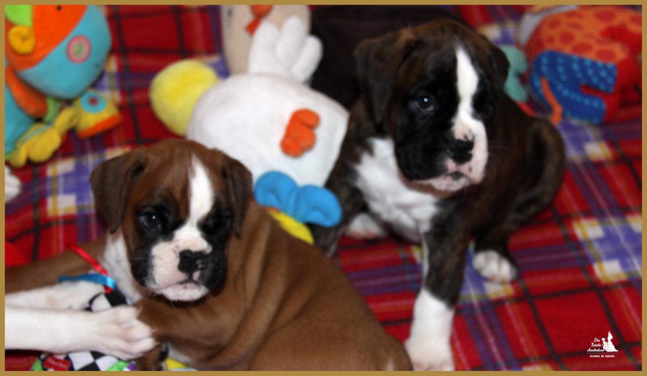 Mango & MaDalton,  43 jours