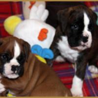 Mango & MaDalton,  43 jours