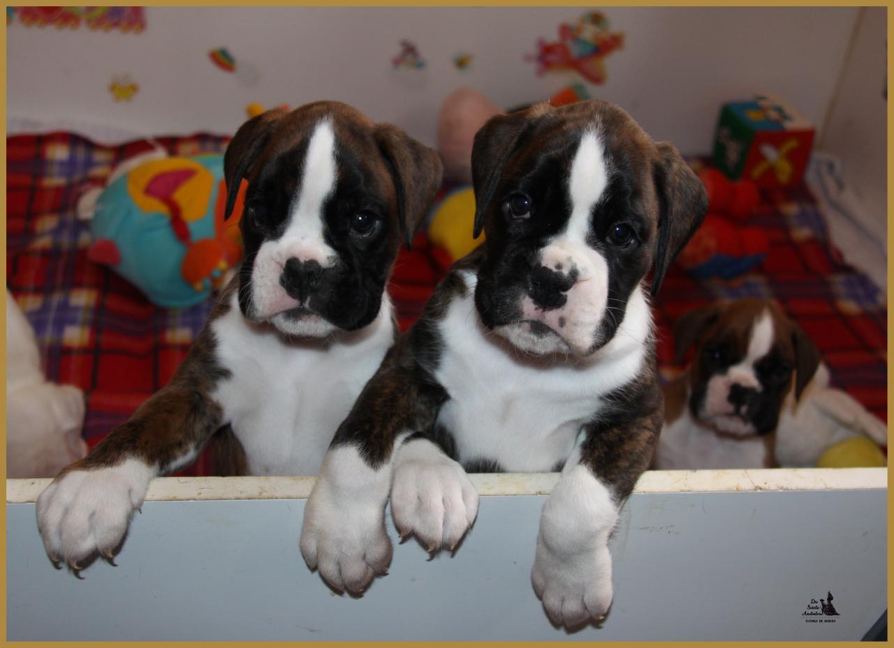 Mambo & MaDalton, 43 jours