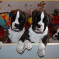 Mambo & MaDalton, 43 jours