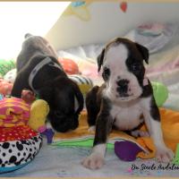 Om & Oreo  29 jours 12.08.18