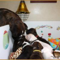 Bebes 33 j 31.05.17  9277