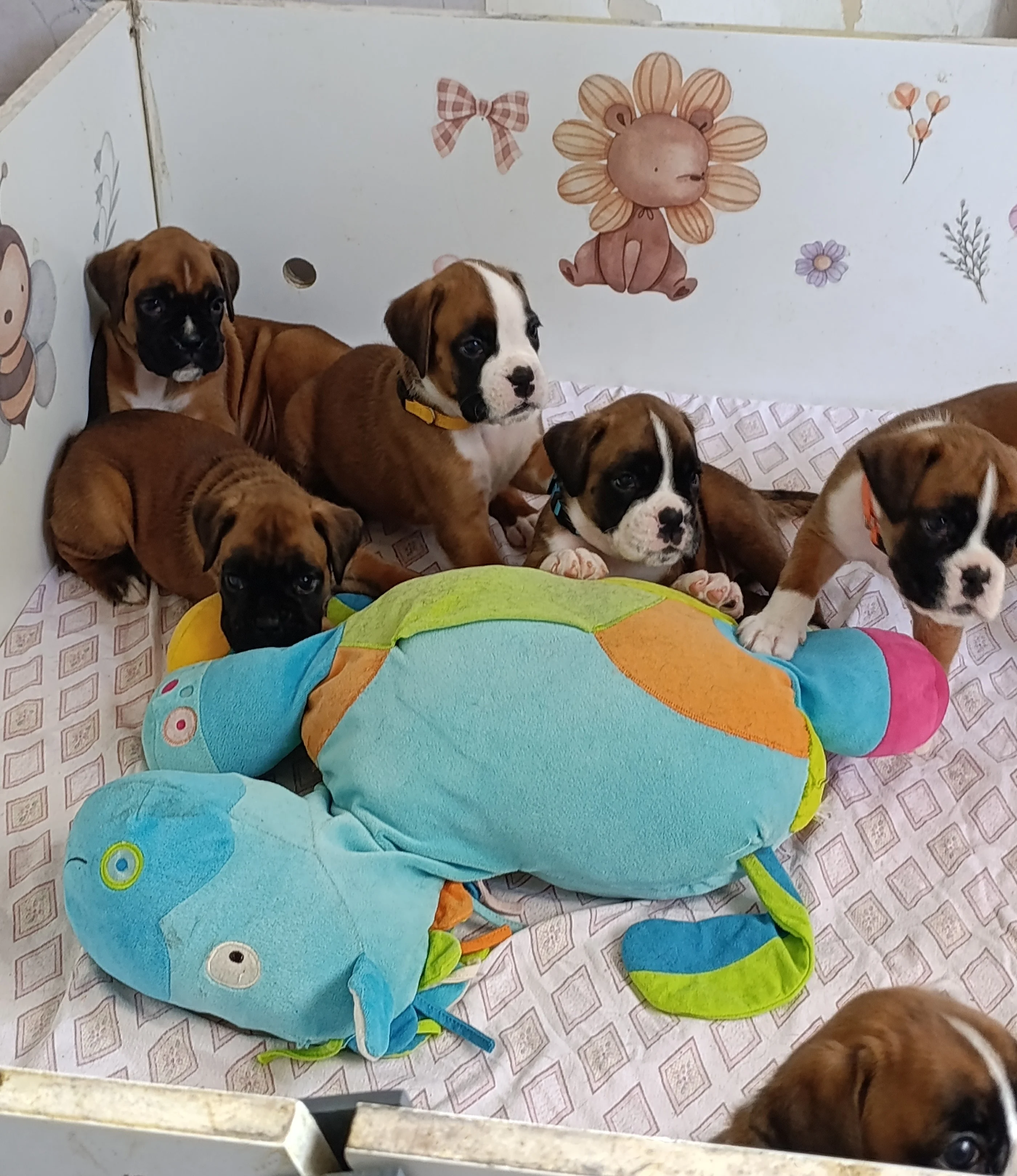 Bébés 35 jours 