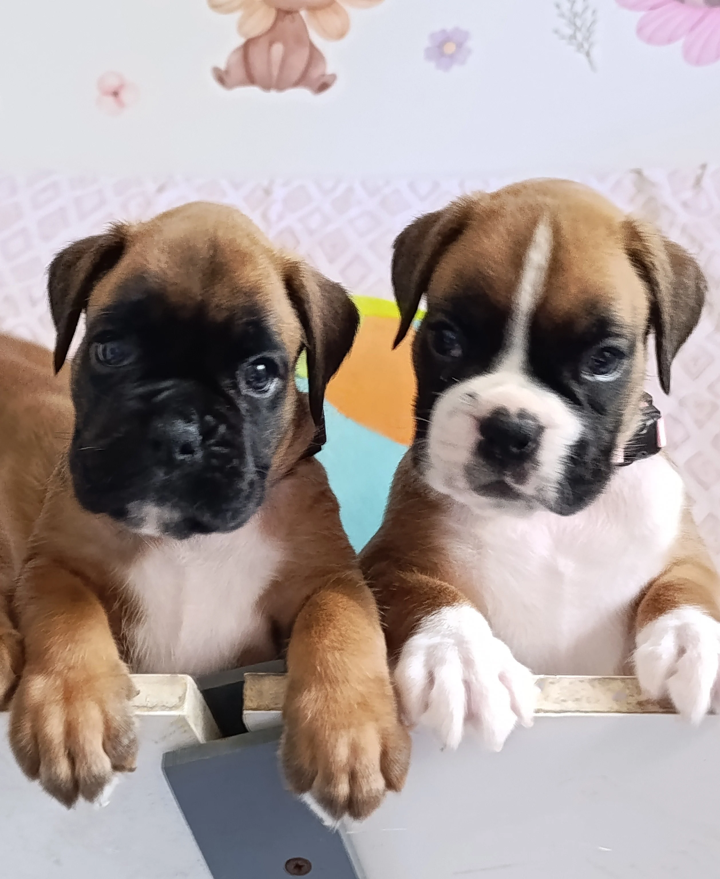 Bébés 35 jours
