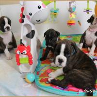 Bebes 38 jours 22.08.18 