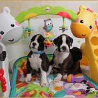 Bebes 38 jours 22.08.18 8779