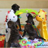 Bebes 38 jours 22.08.18 