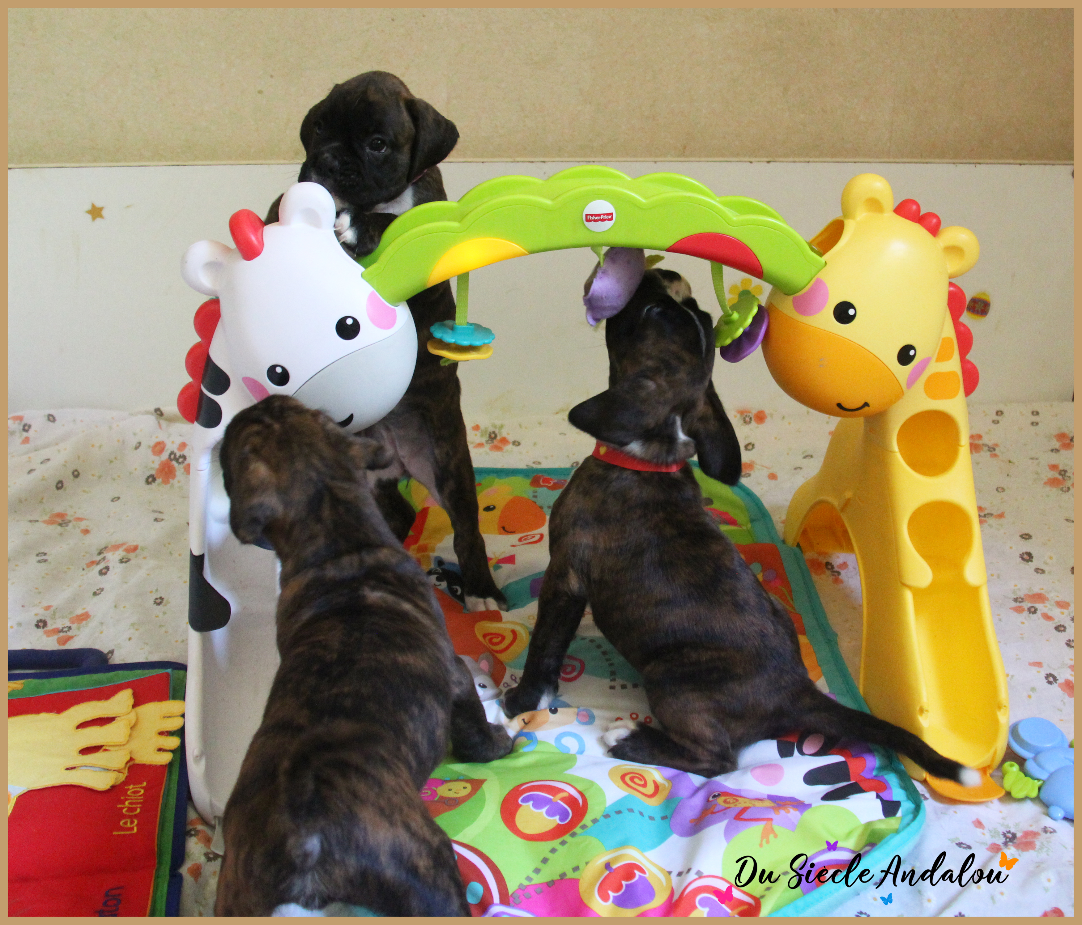 Bebes 38 jours 22.08.18 8813