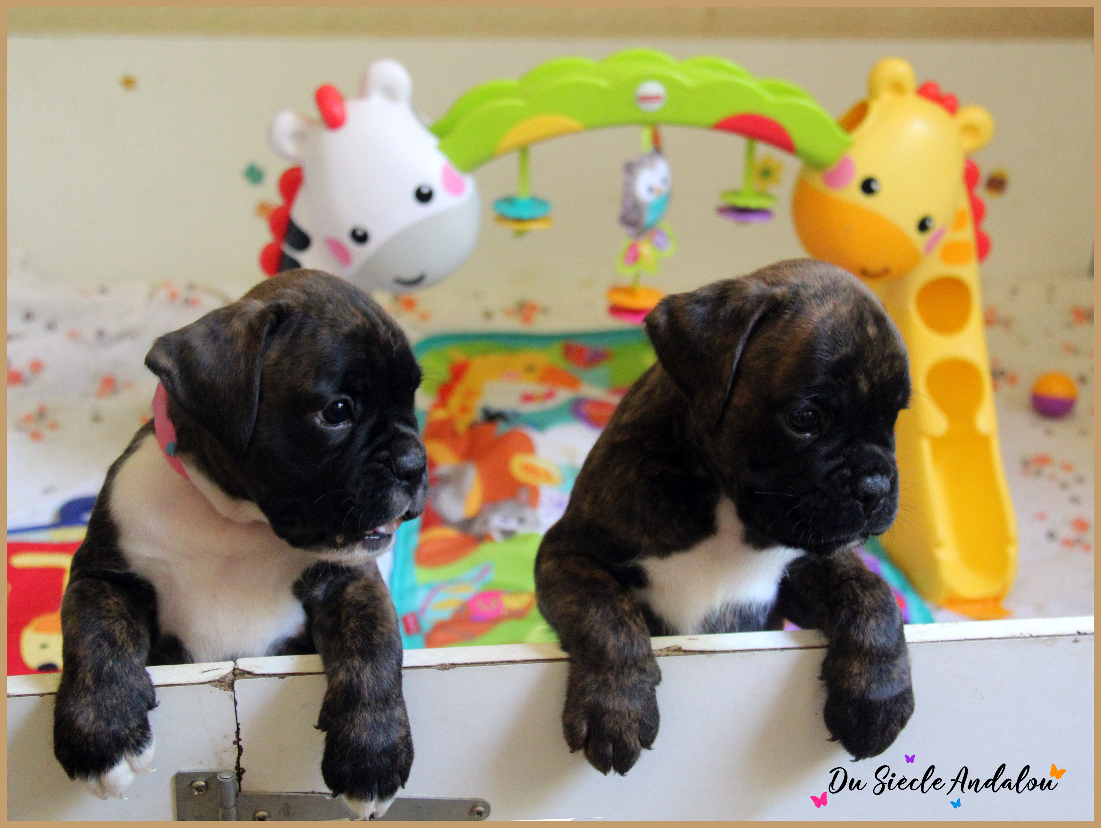 Bebes 40 jours 22.08.18 8817