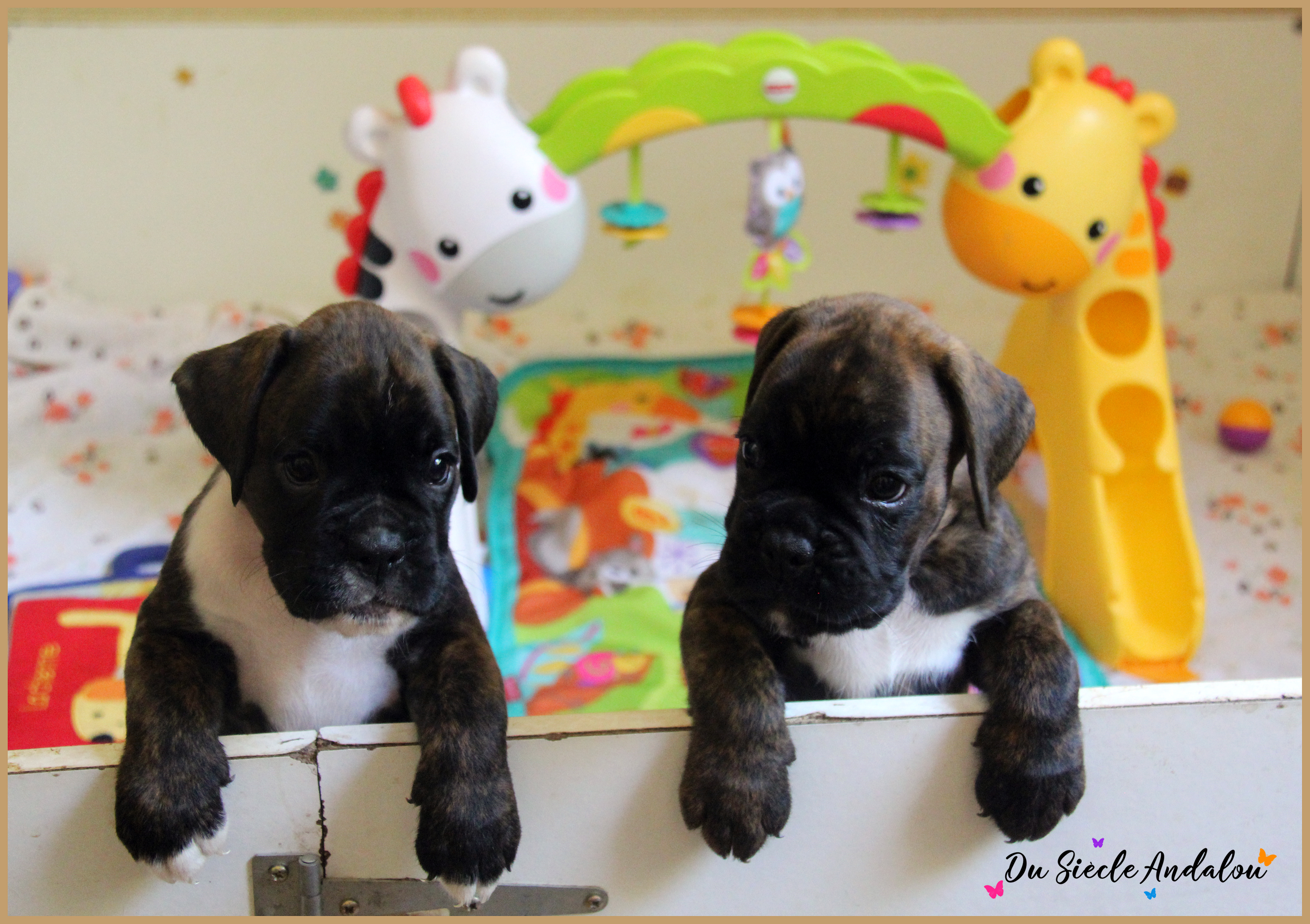 Bebes 40 jours 22.08.18 8818