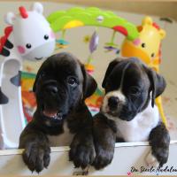 Bebes 40 jours 22.08.18 