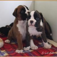 Sharon et Shiva 1 mois