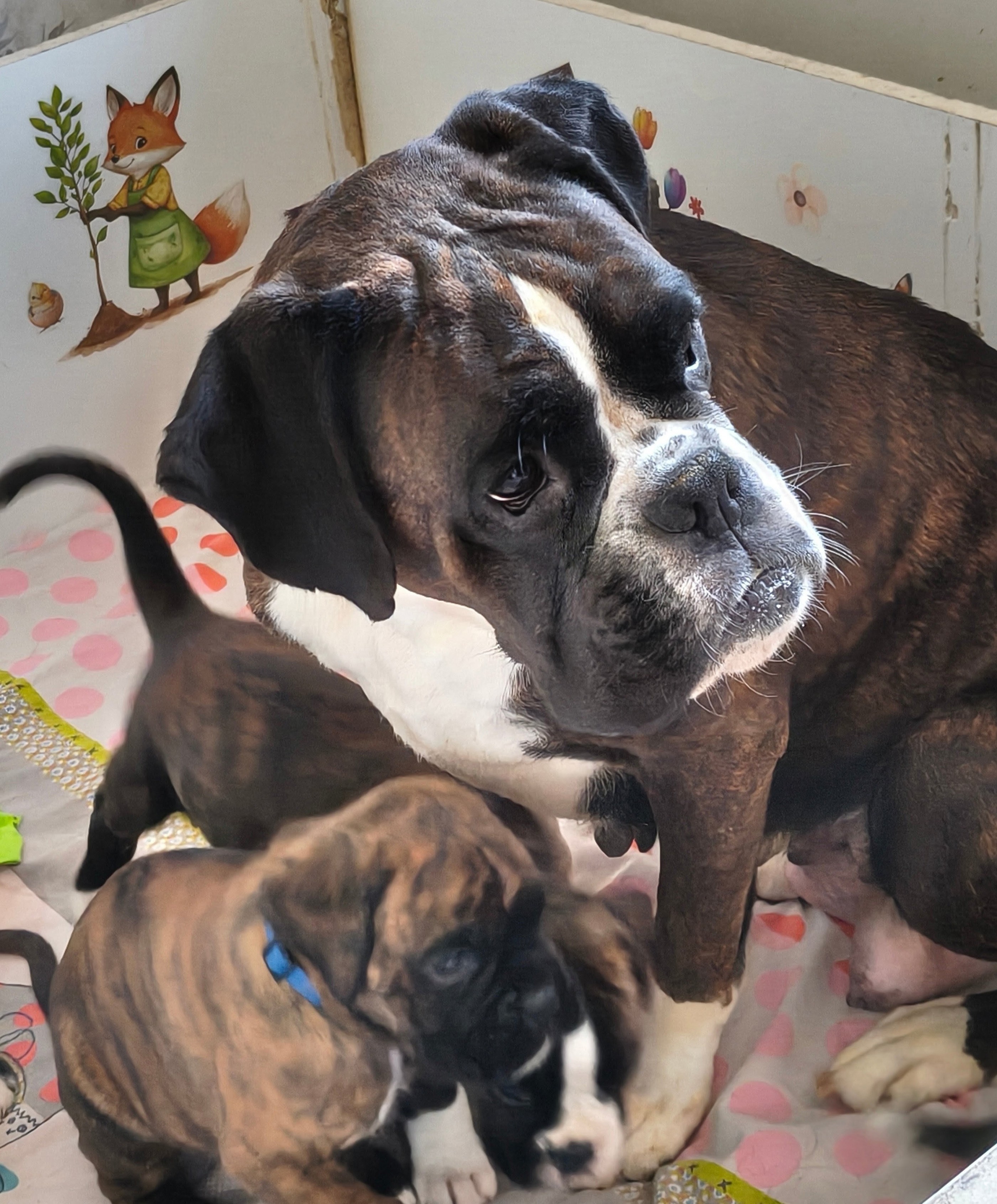 BEBES & MAMAN 36 JOURS