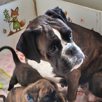 BEBES & MAMAN 36 JOURS