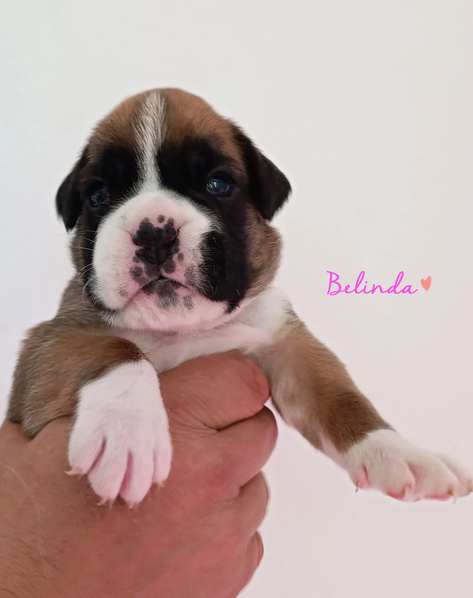 Belinda 20 jours