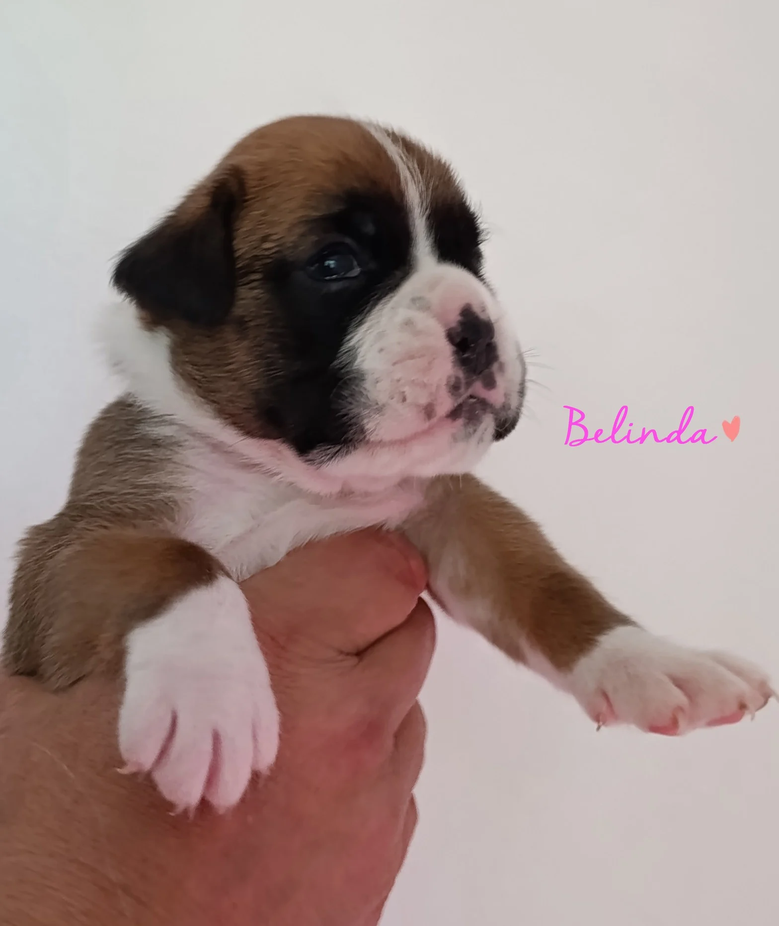 Belinda 20 jours
