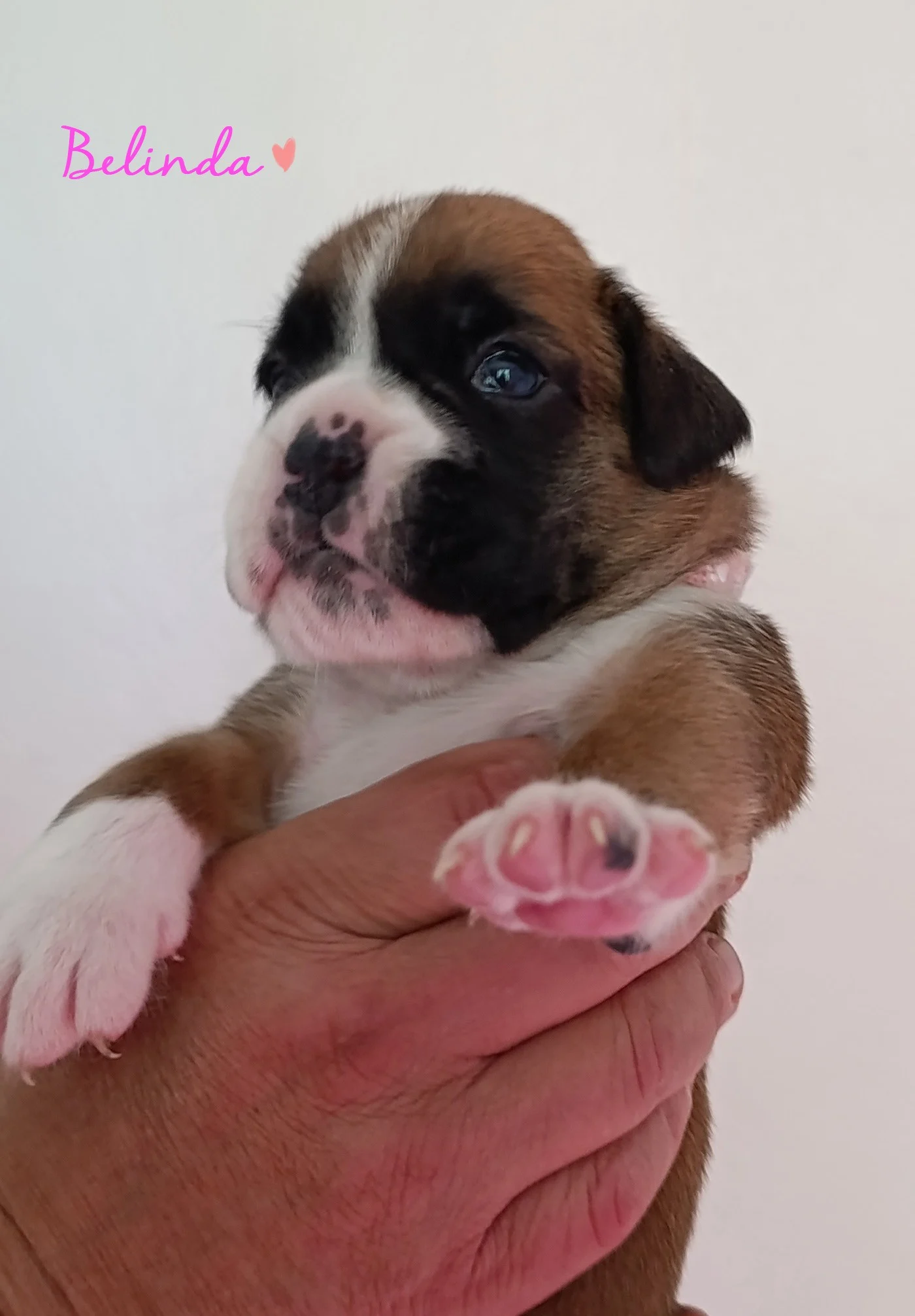 Belinda 20 jours