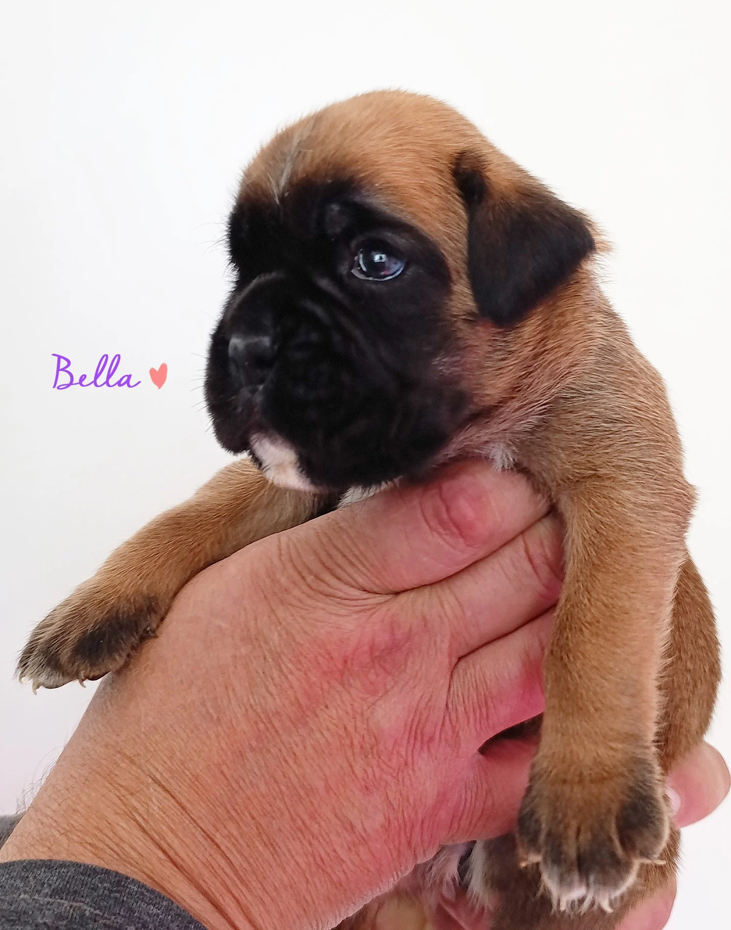 Bella 20 jours