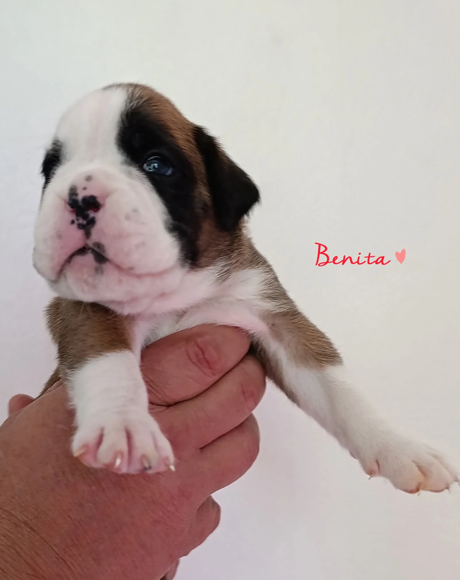 Benita 20 jours