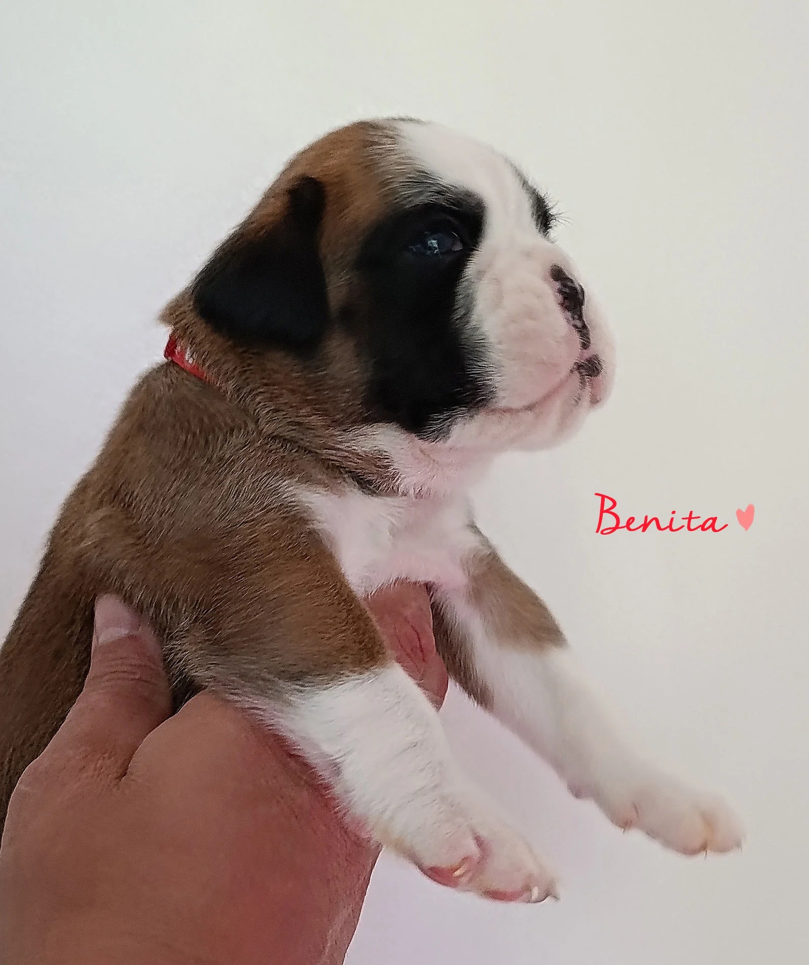 Benita 20 jours