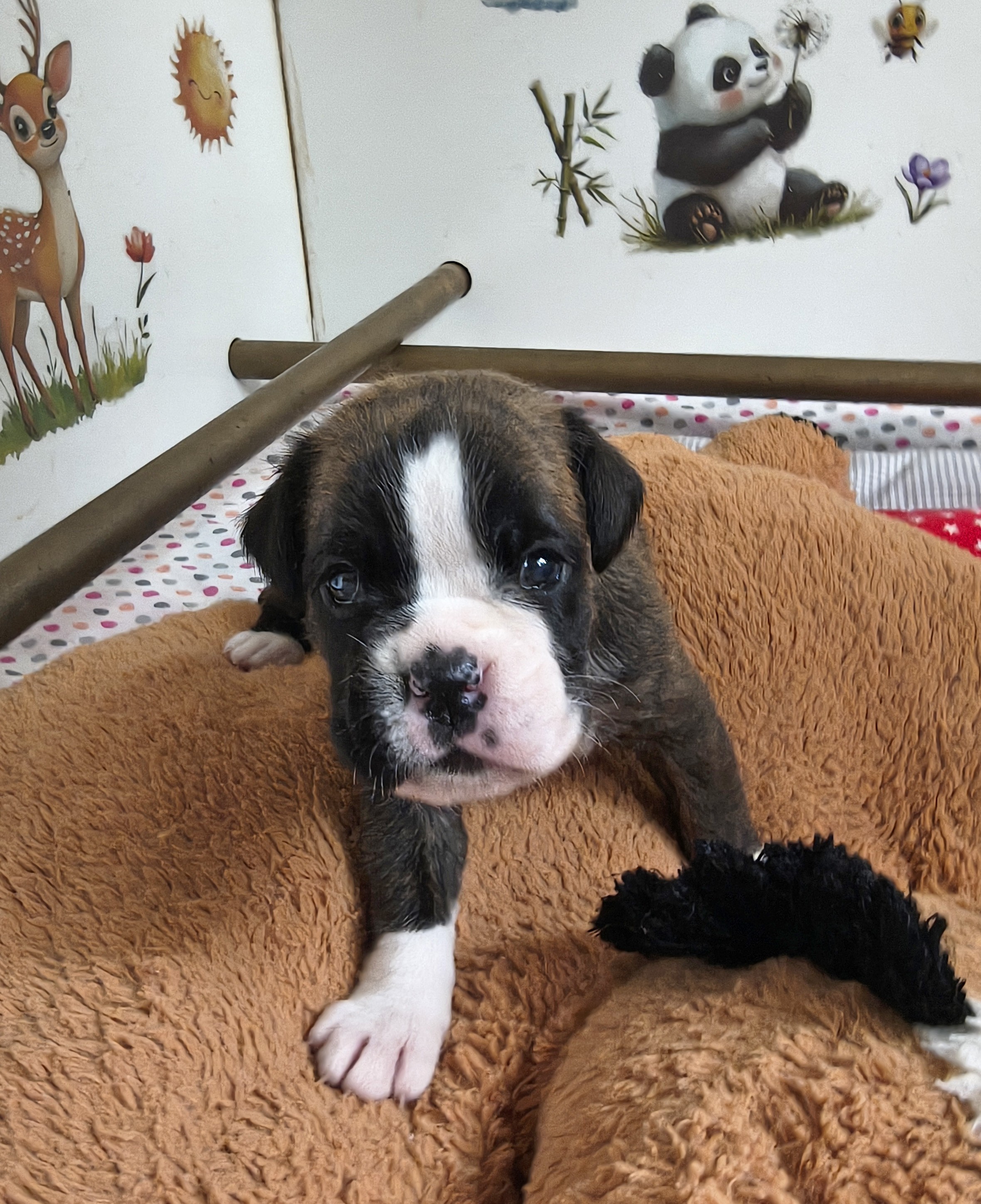BIMBA, 22 JOURS  