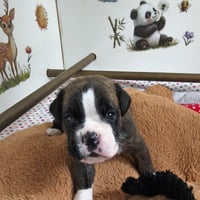BIMBA, 22 JOURS  