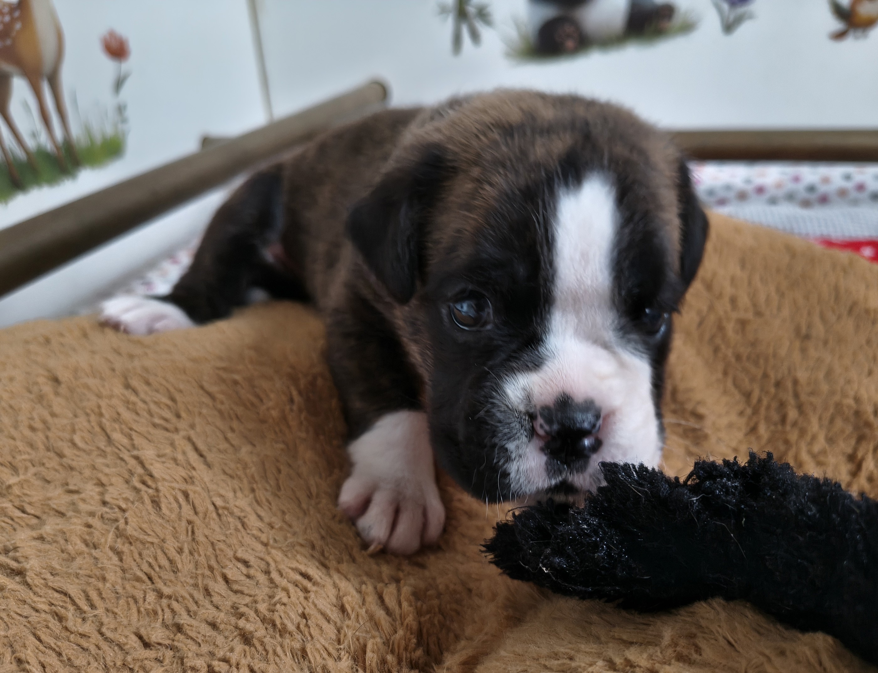 BIMBA, 22 JOURS  
