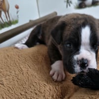 BIMBA, 22 JOURS  