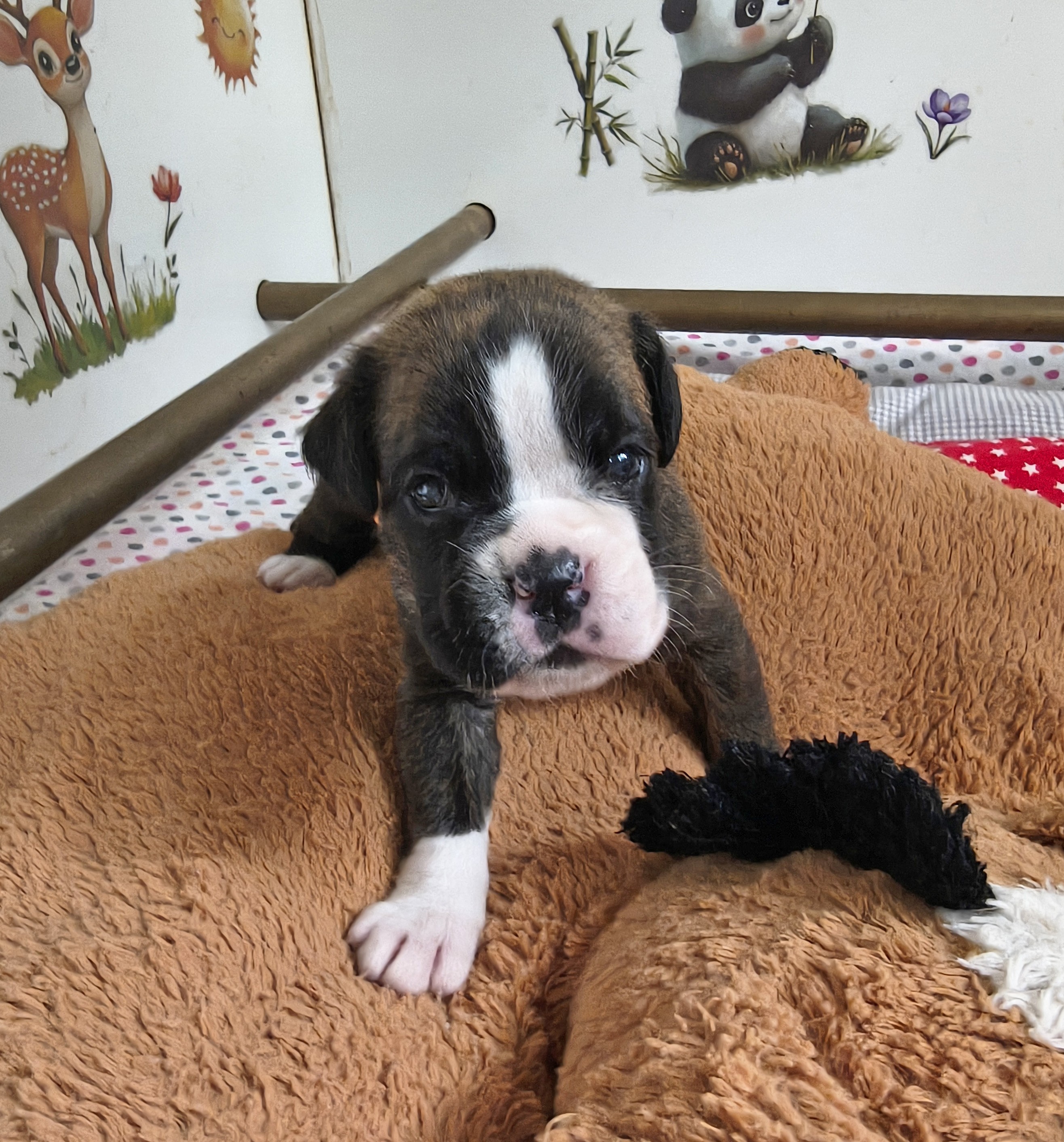 BIMBA, 22 JOURS  