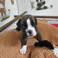 BIMBA, 22 JOURS  