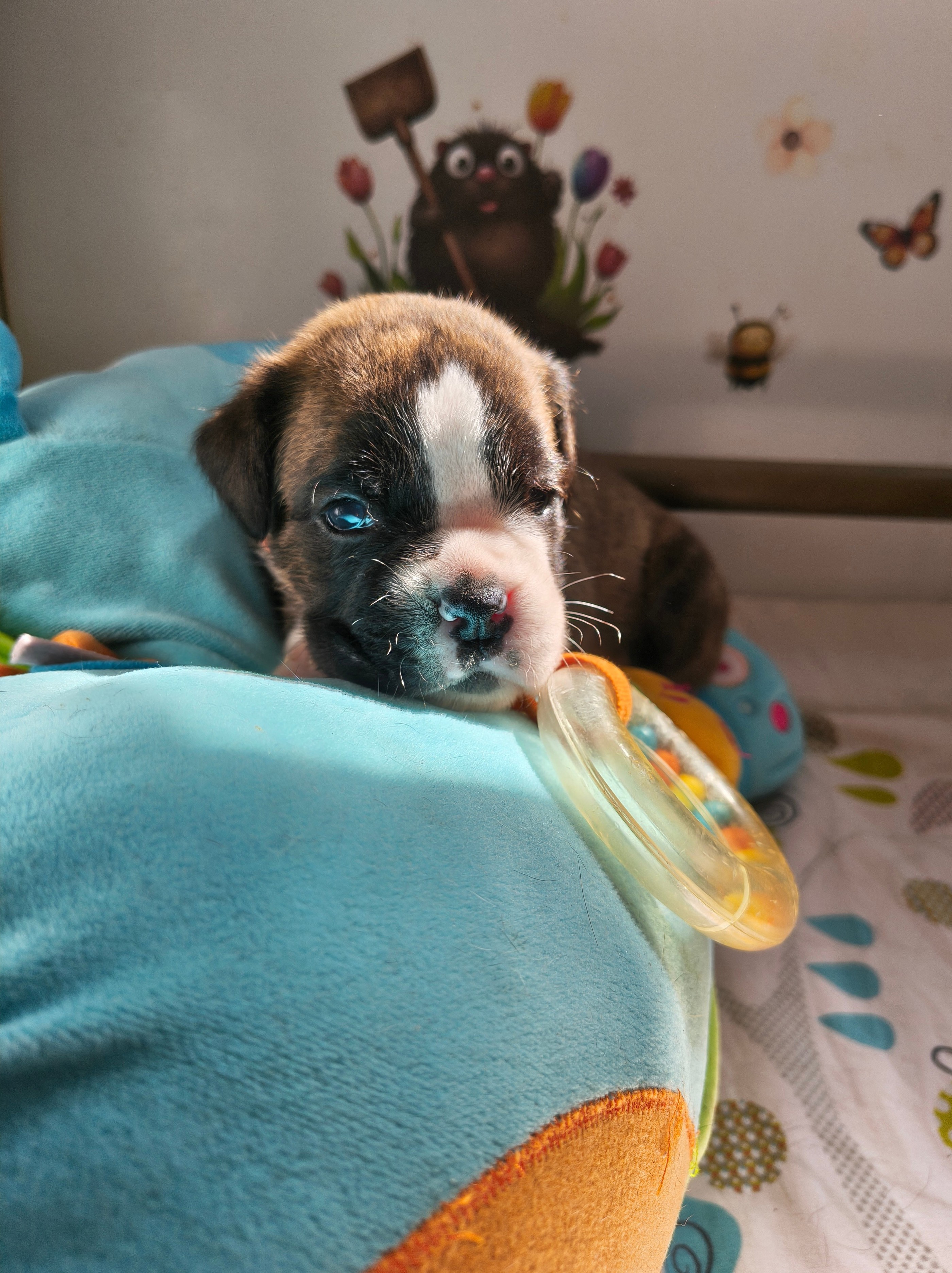 BIMBA 24 JOURS